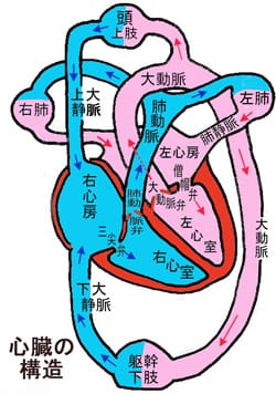 後天性心疾患（僧帽弁閉鎖不全・大動脈弁閉鎖不全症など）